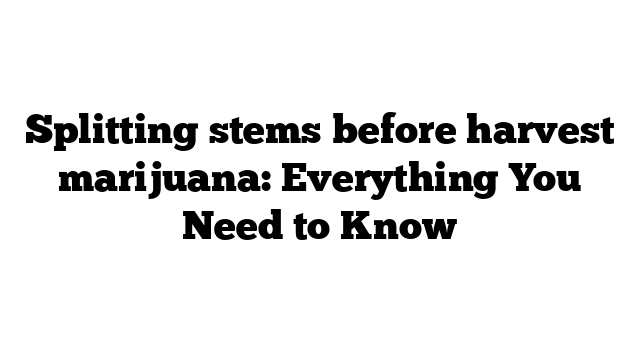 Splitting stems before harvest marijuana: Everything You Need to Know