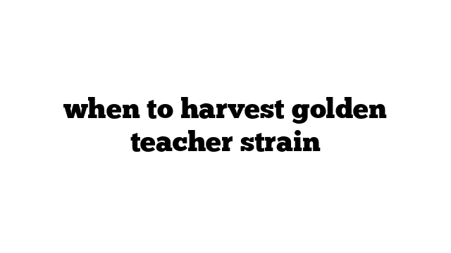 when to harvest golden teacher strain